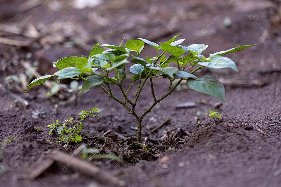 Pequena planta de pimenta em pé no solo