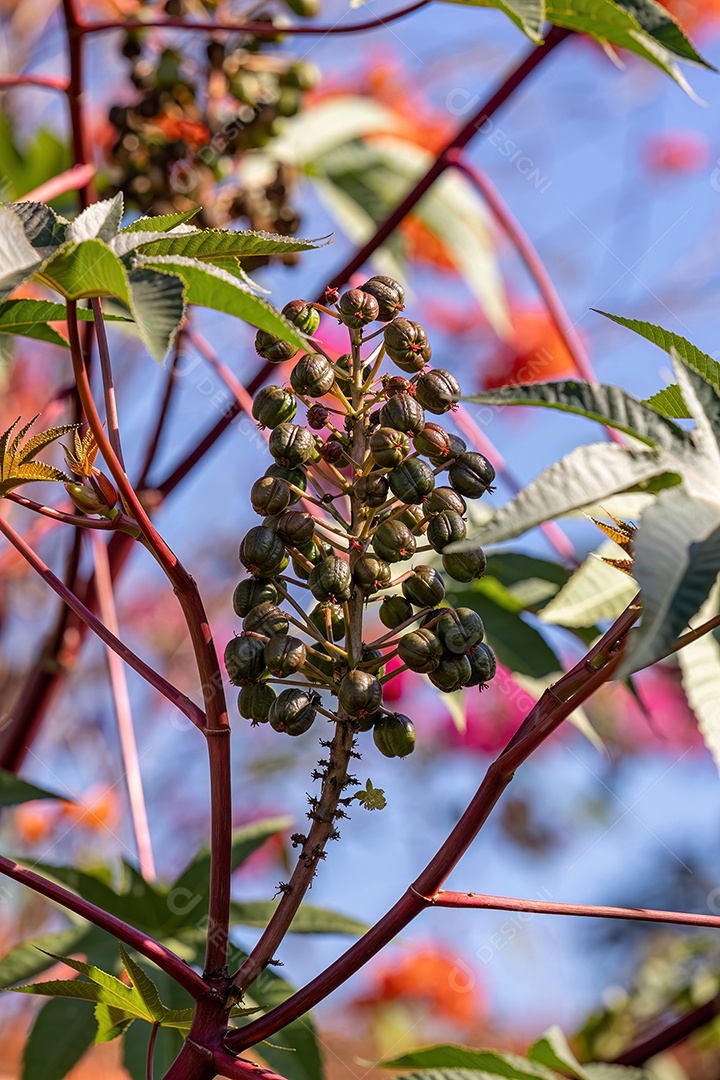 Mamona Verde da espécie Ricinus communis