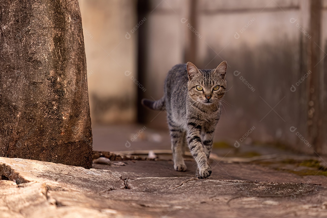 Animal mamífero felino cinza andando em uma calçada