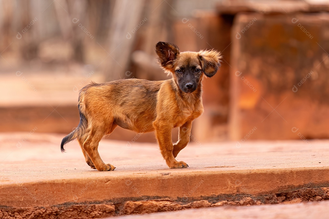 Animal mamífero felino cinza andando em uma calçada
