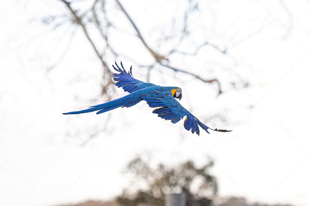 Arara-azul-e-amarela adulta da espécie Ara ararauna