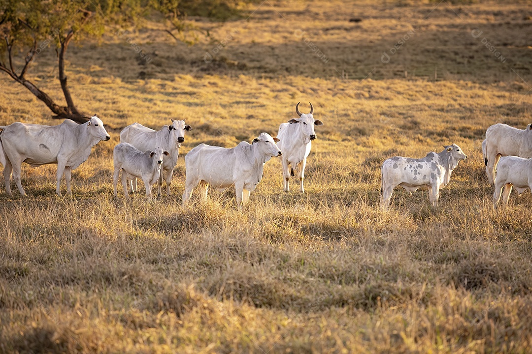 Gado nelore em pasto seco na hora dourada