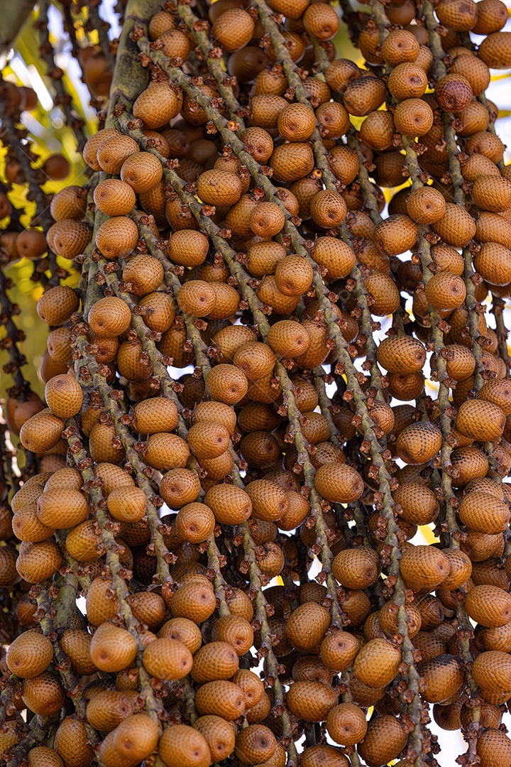 Frutos amarelos da palmeira buriti com foco seletivo