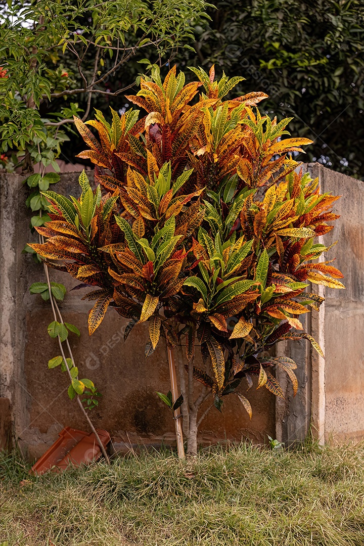 Planta Croton Variegada da espécie Codiaeum variegatum