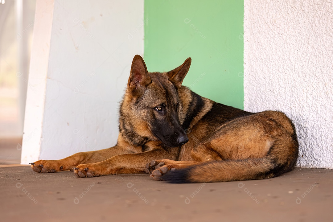 Animal mamífero cão canino da raça pastor alemão