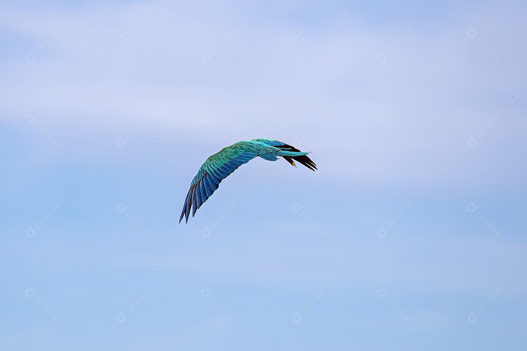 Arara-azul-e-amarela adulta da espécie Ara ararauna