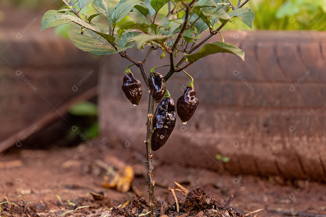 Pequena planta de pimenta em pé no solo