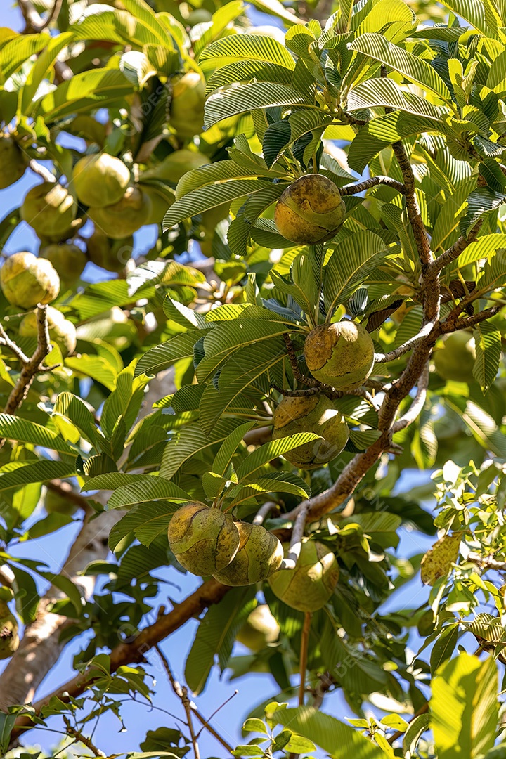Macieira elefante da espécie Dillenia indica