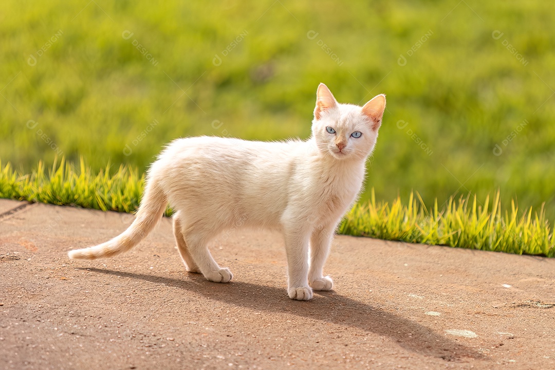 Gato abandonado mamífero felino animal