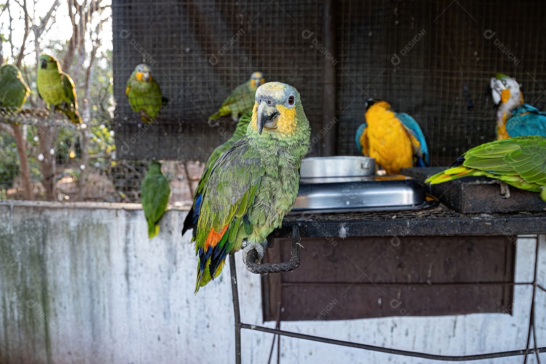 Papagaio-de-asa-laranja adulto da espécie Amazona amazonica resgatado em recuperação para reintrodução gratuita
