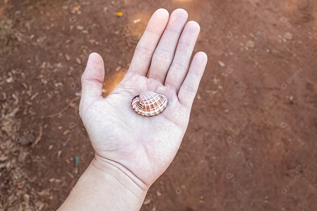 Mão branca limpa e aberta com uma pequena concha do mar