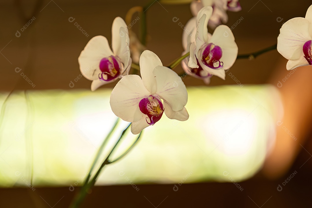 Planta com flor de orquídea mariposa do gênero Phalaenopsis