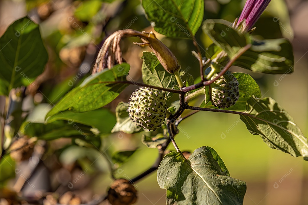 Metal trombeta do diabo Planta frutífera da espécie Datura metálica