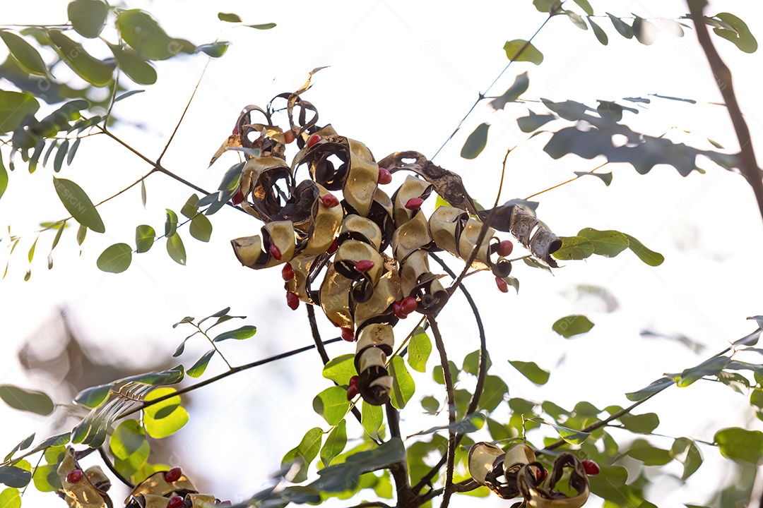 Sementes de Árvore Saga da espécie Adenanthera pavonina