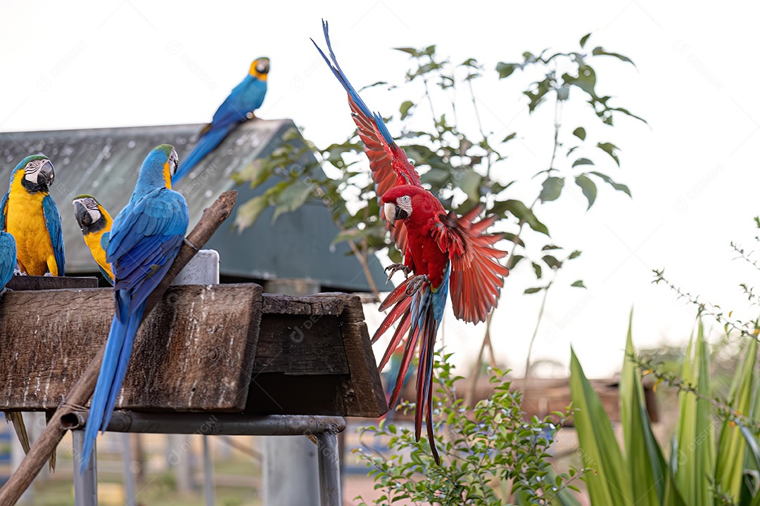 Arara vermelha e verde adulta da espécie Ara chloropterus