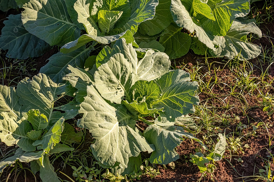 Planta vegetal de repolho da espécie Brassica oleracea em uma horta