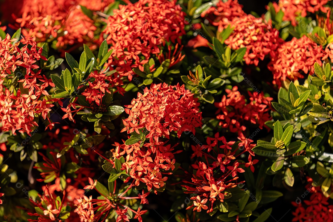 Flor da planta chama da selva vermelha do gênero Ixora