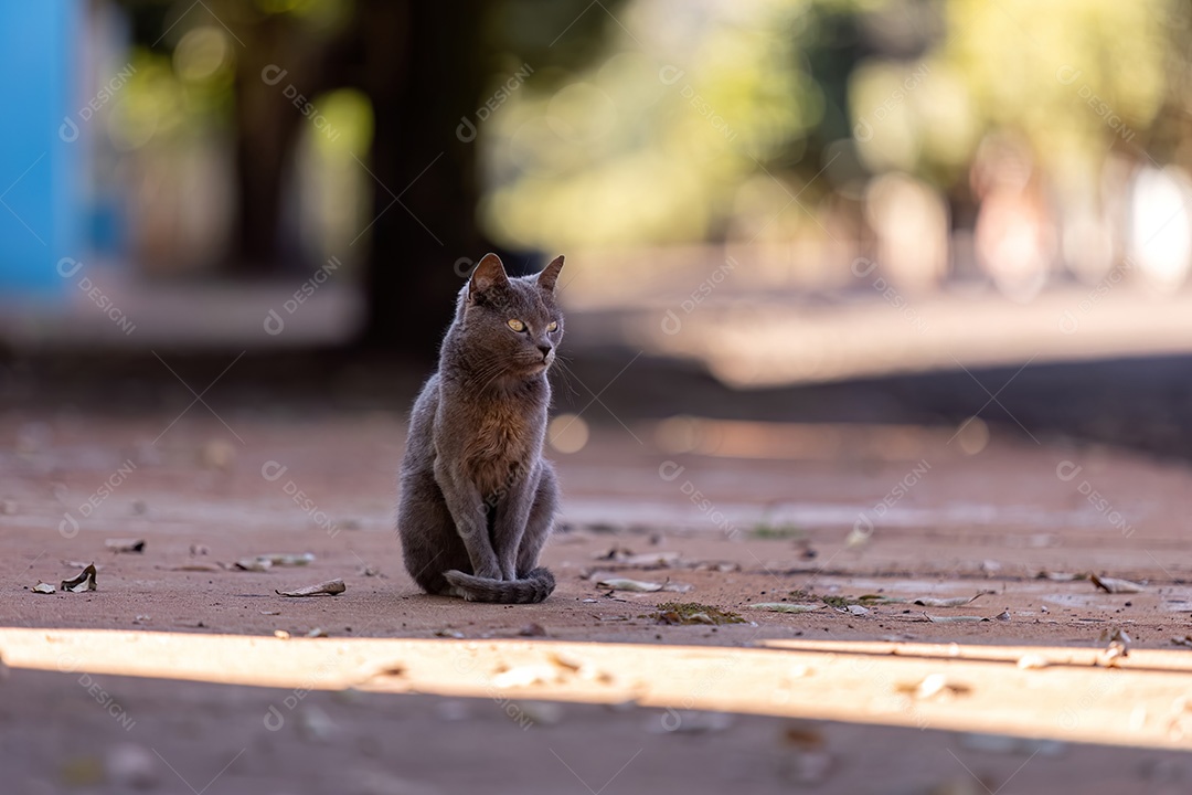 Pequeno gato doméstico em close com foco seletivo