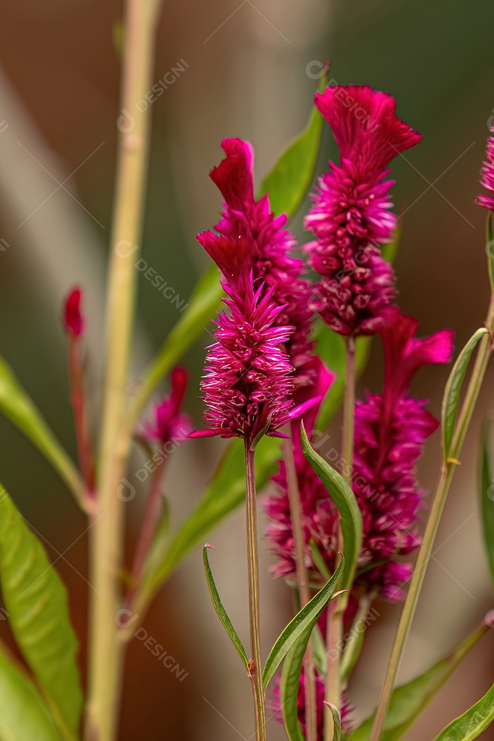 Planta com flor de capim codorna da espécie Celosia argentea