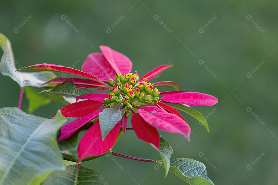 Planta com flor de poinsétia da espécie Euphorbia pulcherrima