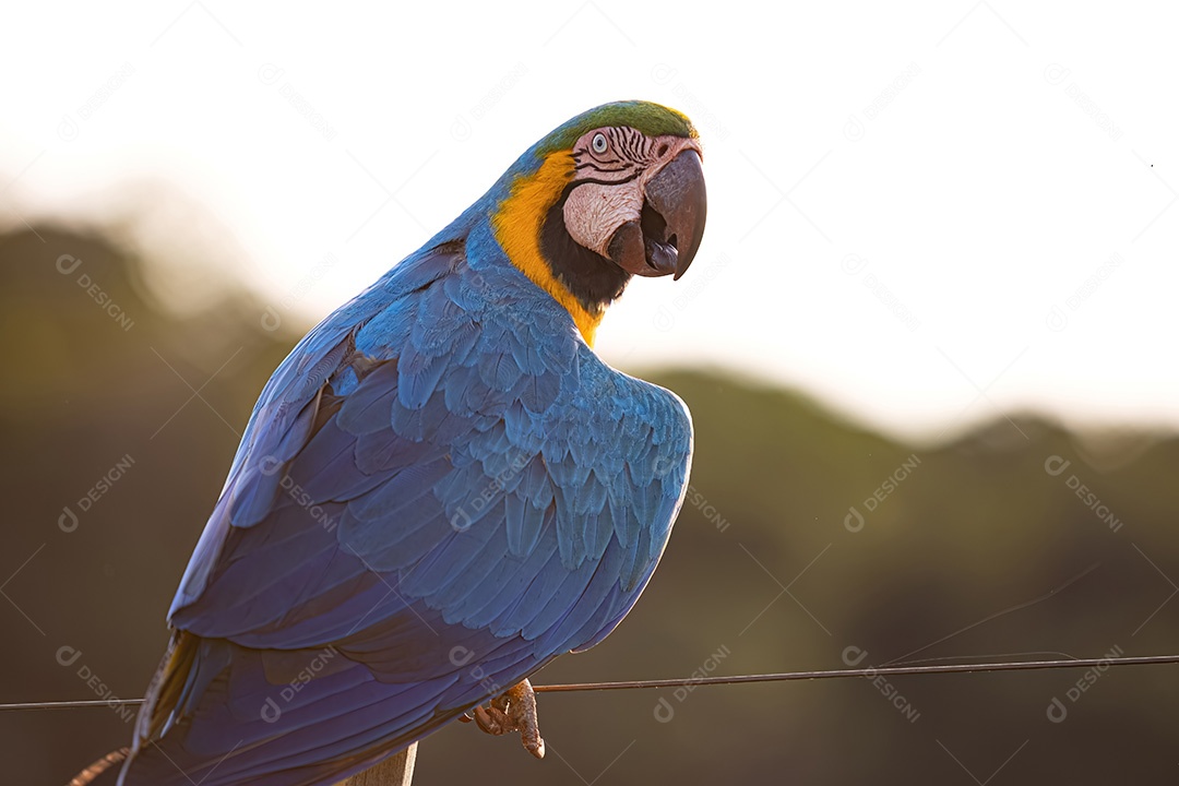 Arara-azul-e-amarela adulta da espécie Ara ararauna