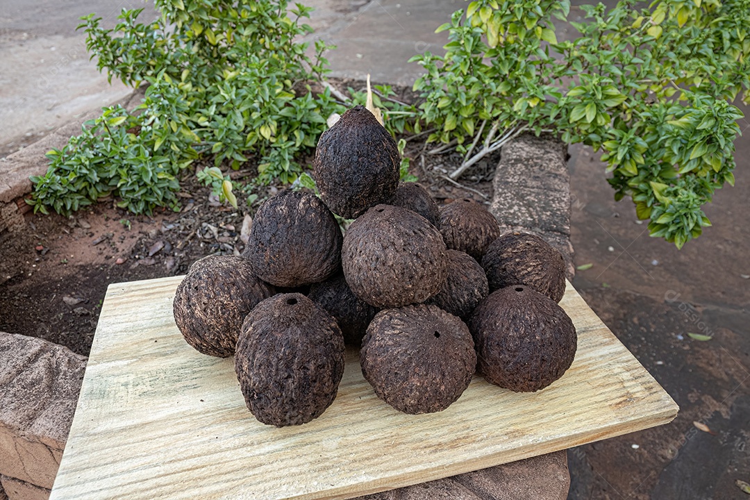 Frutas inteiras do grupo de castanhas do Pará