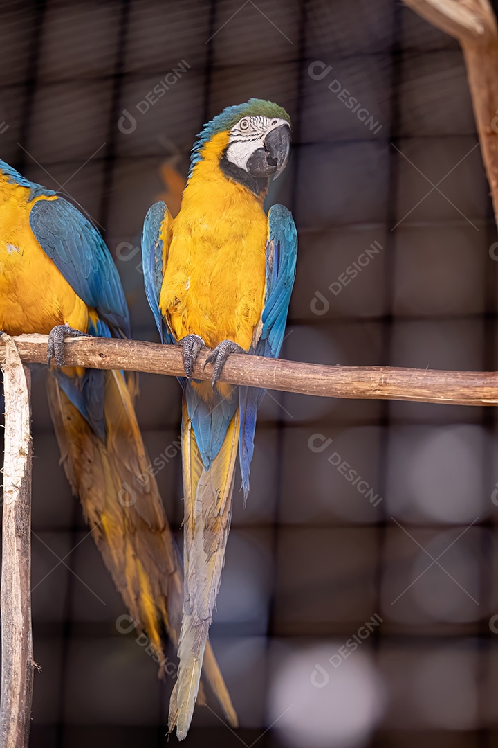 Arara-azul-e-amarela adulta da espécie Ara ararauna resgatada em recuperação para reintrodução gratuita