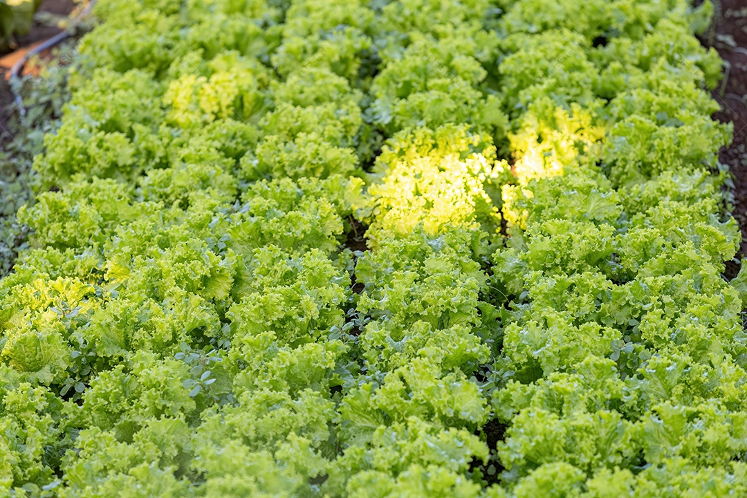 Planta alface vegetal da espécie Lactuca sativat