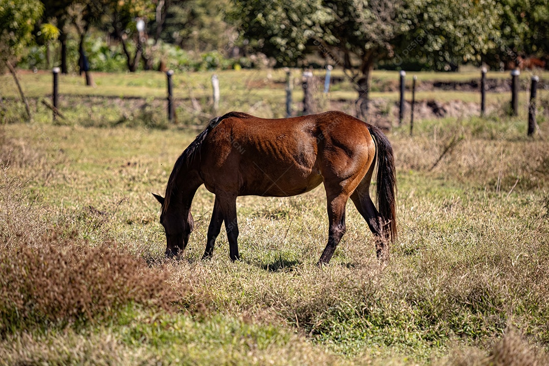 Cavalo animal no campo de pastagem de fazenda