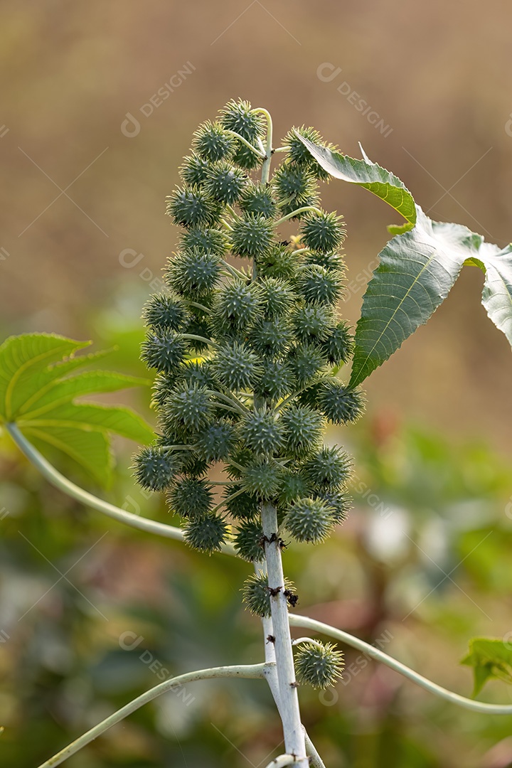 Mamona Verde da espécie Ricinus communis