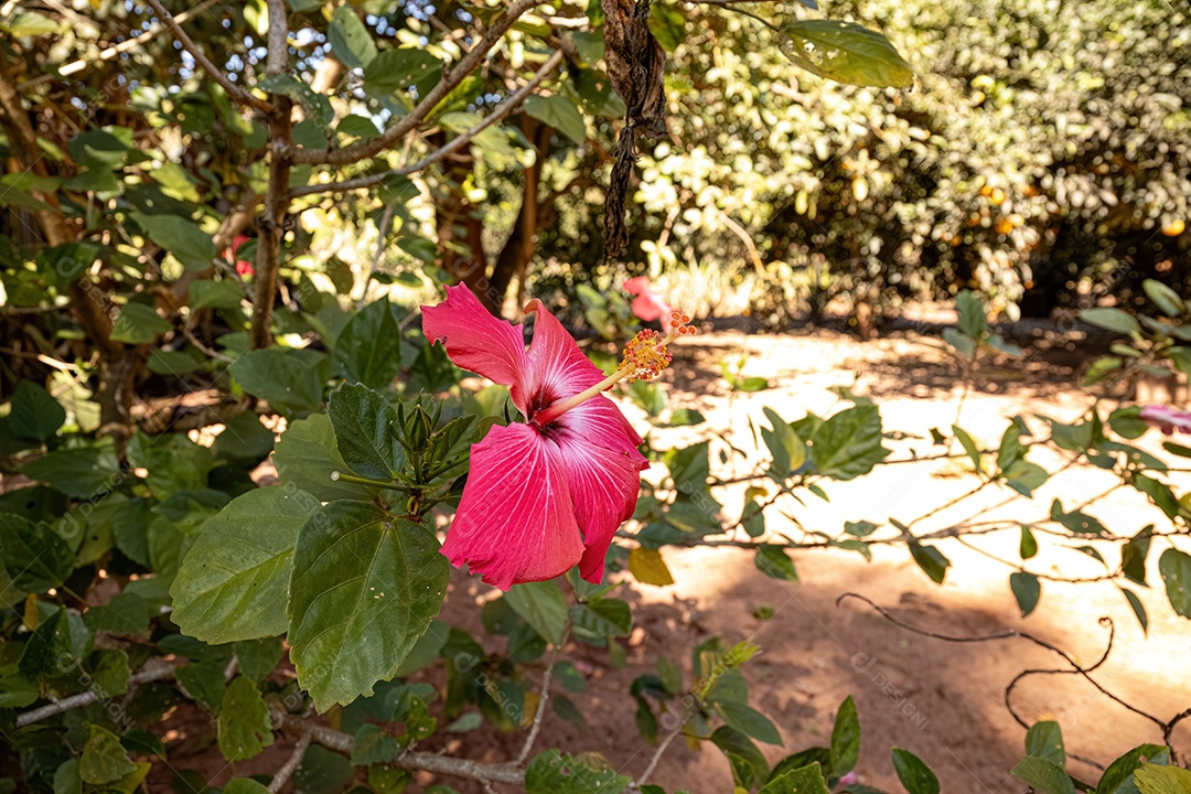 Flor de hibisco vermelho do gênero Hibiscus