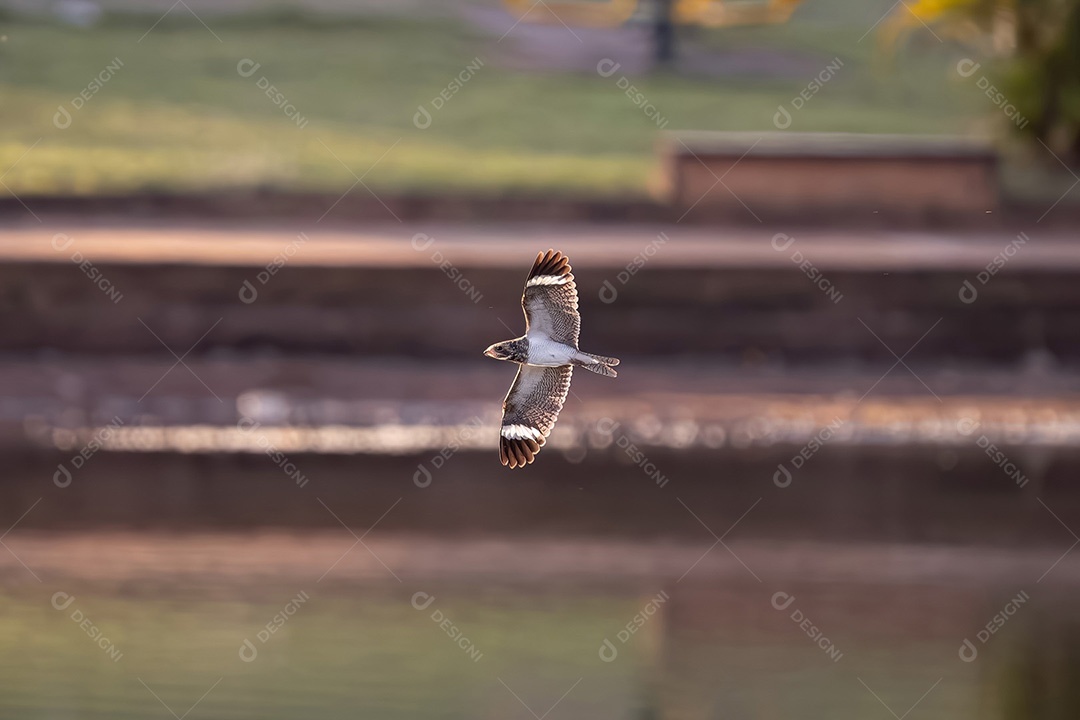 Animal Nacunda Nighthawk da espécie Chordeiles nacunda em mosca