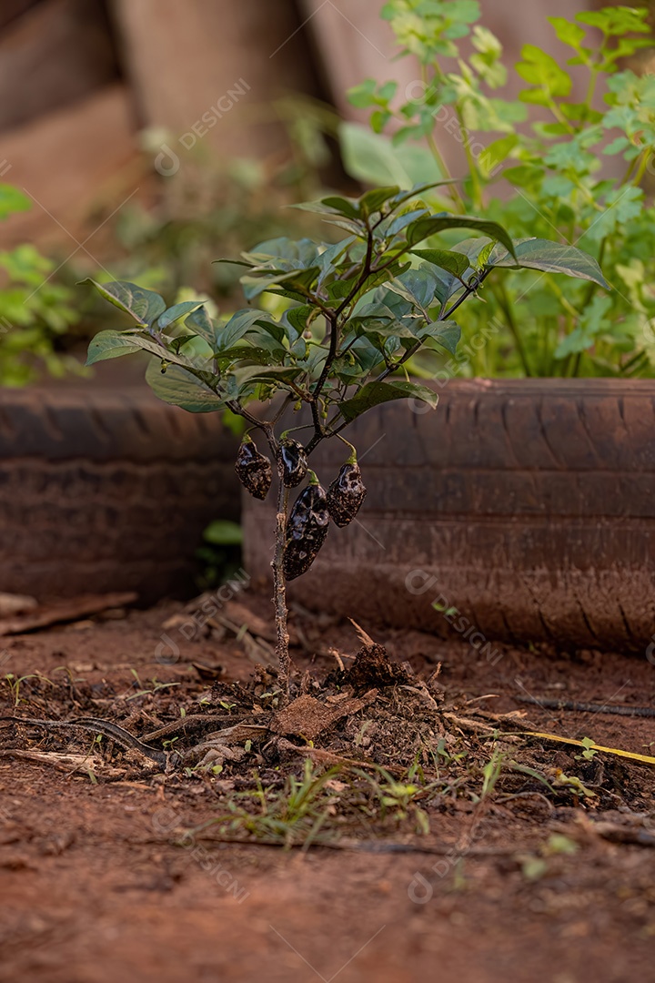 Pequena planta de pimenta em pé no solo