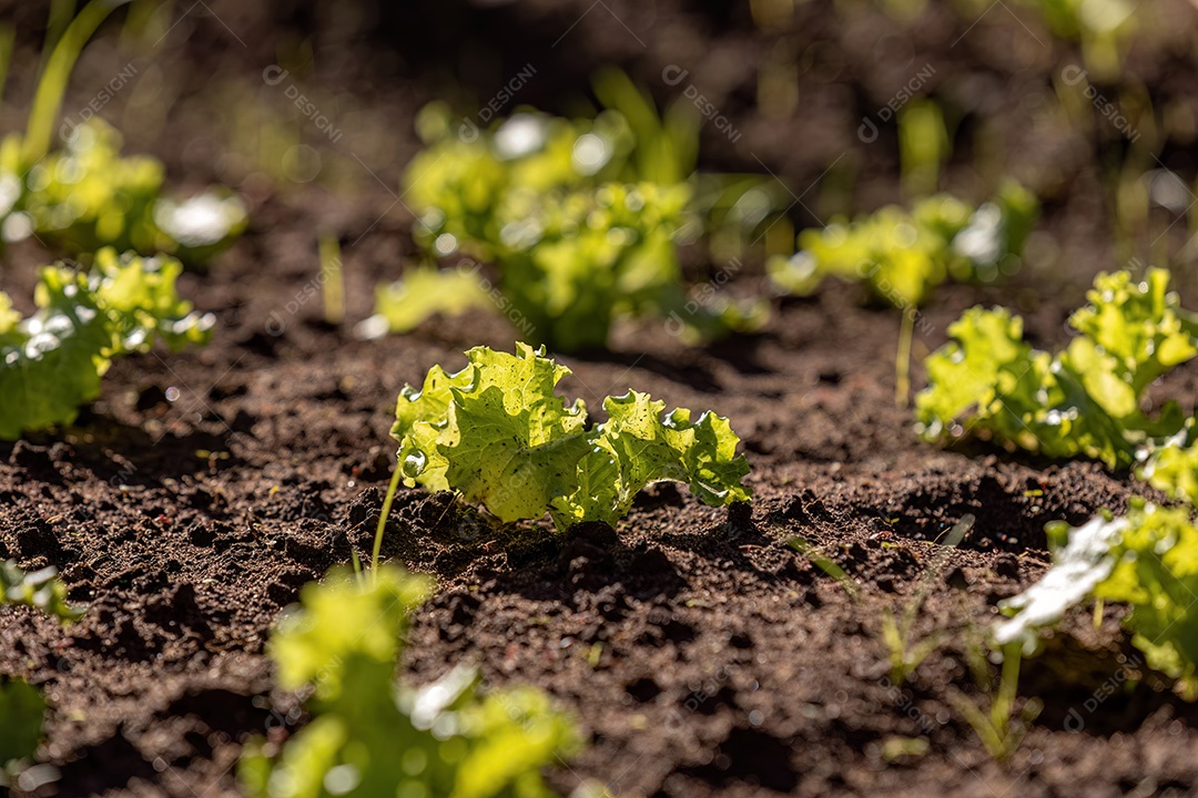 Mudas de alface da espécie Lactuca sativa
