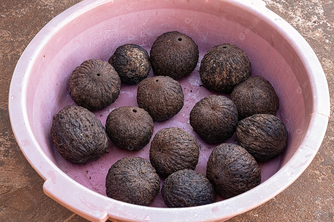 Frutas inteiras do grupo de castanhas do Pará