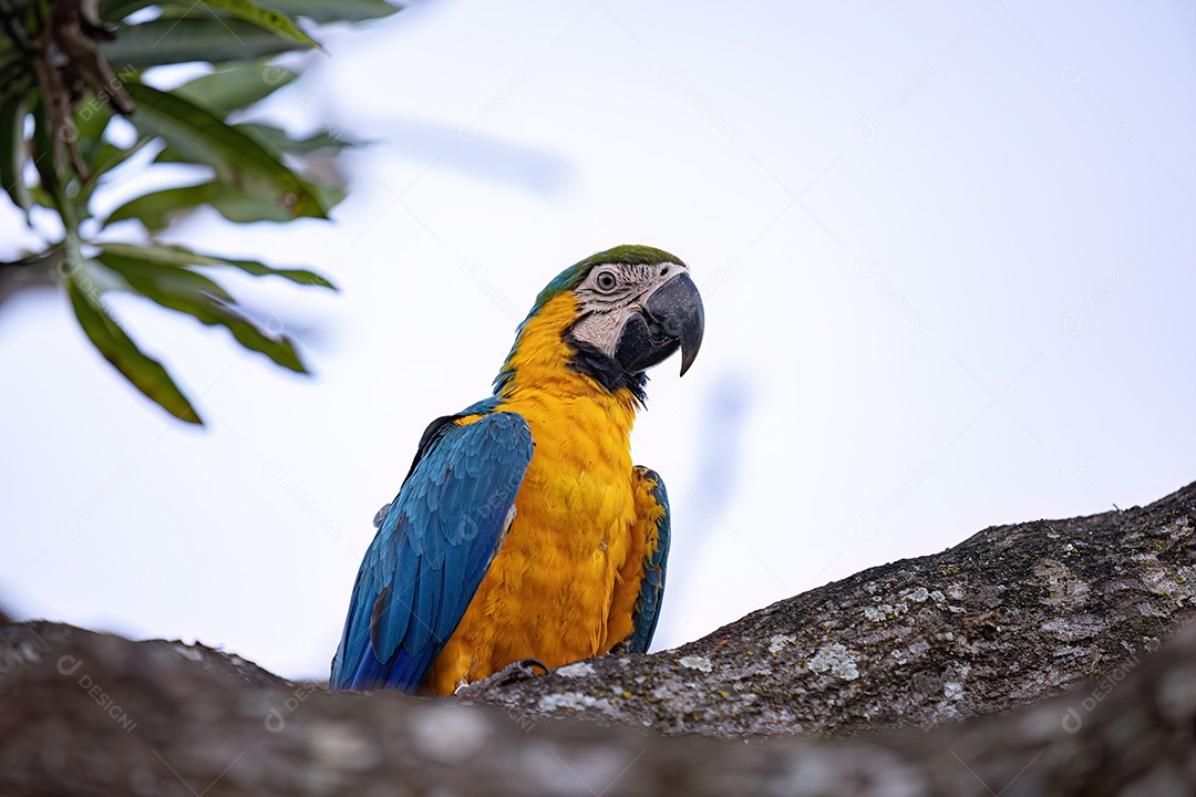Arara-azul-e-amarela adulta da espécie Ara ararauna