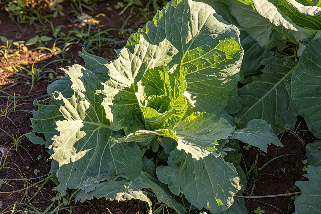 Vegetal de repolho da espécie Brassica oleracea em uma horta