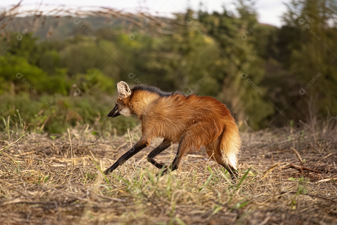 Animal Lobo Guará da espécie Chrysocyon brachyurus