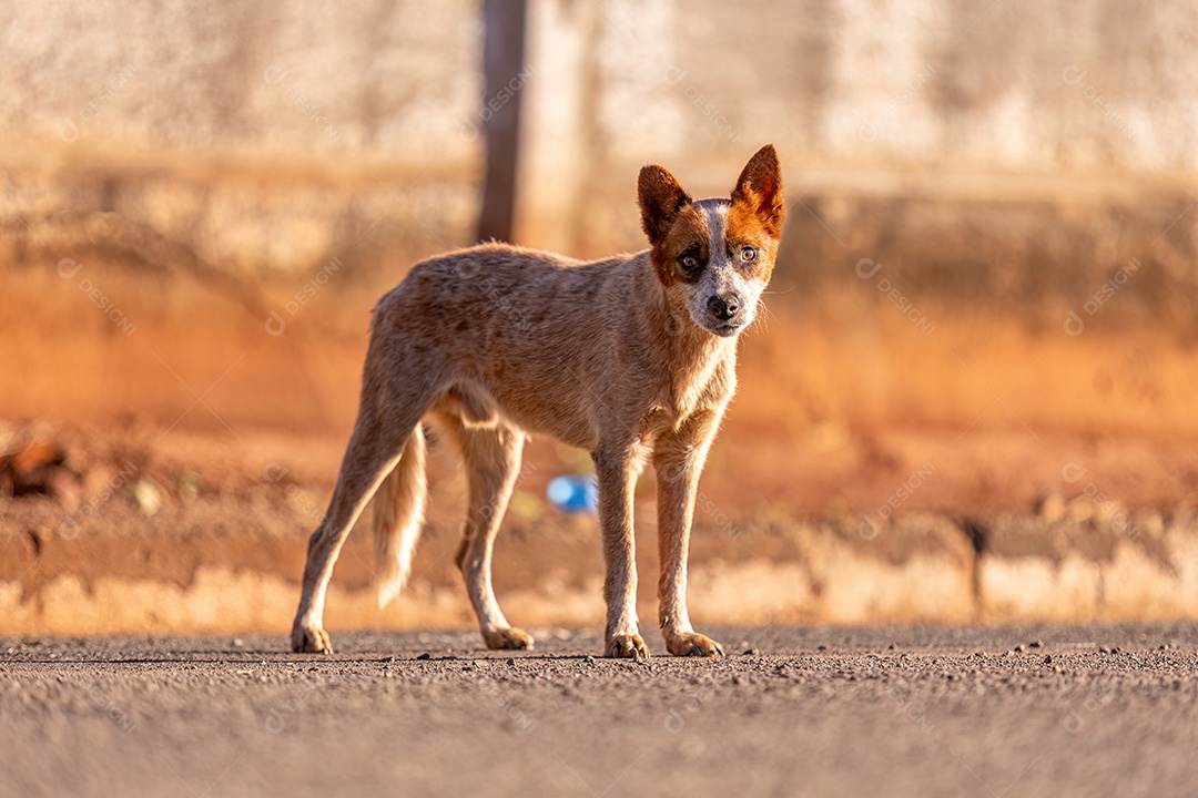 Cachorro mamífero animal na rua