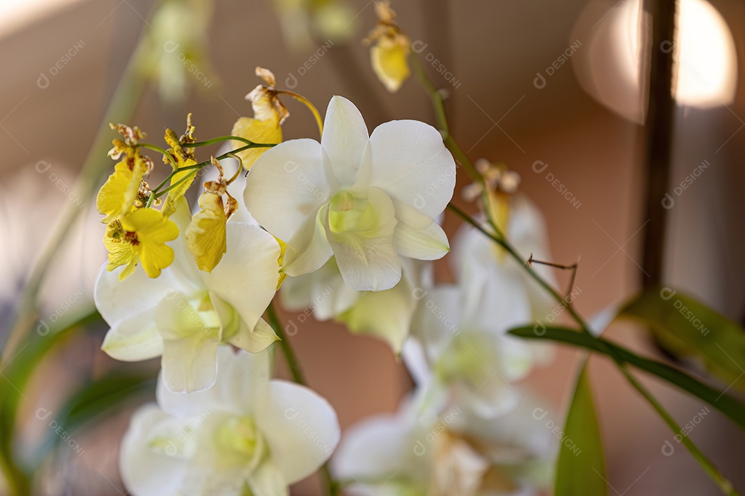 Orquídea com flores pequenas do gênero Dendrobium
