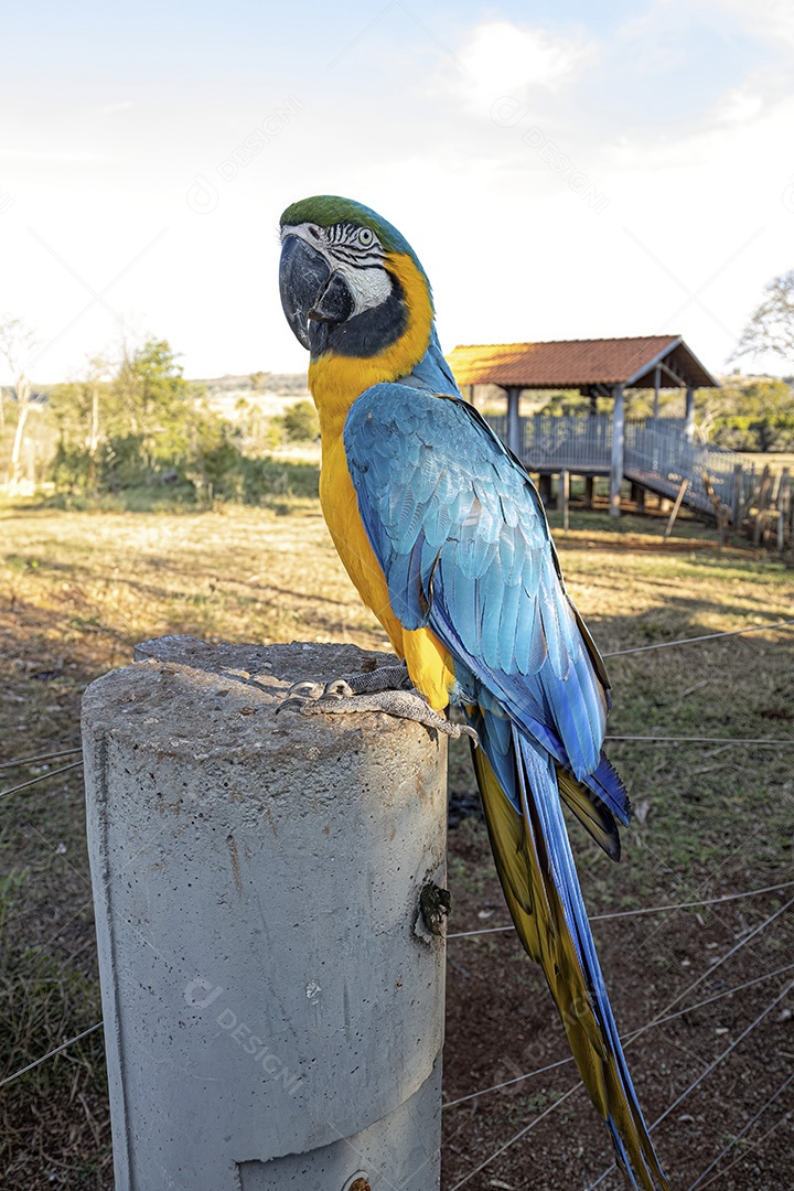 Arara-azul-e-amarela adulta da espécie Ara ararauna