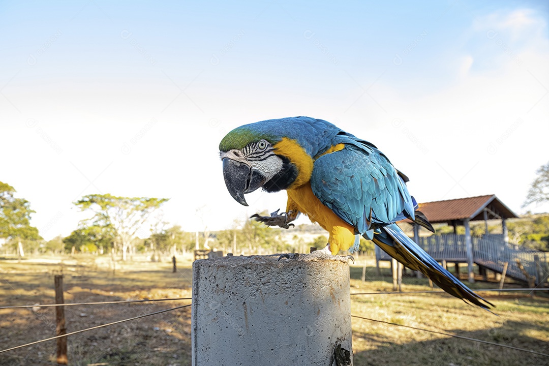 Arara-azul-e-amarela adulta da espécie Ara ararauna