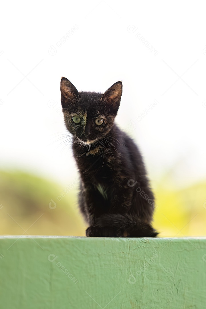 Gato abandonado mamífero felino animal