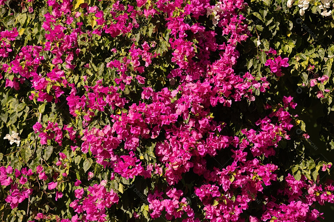 Flores de plantas ornamentais da espécie Bougainvillea glabra