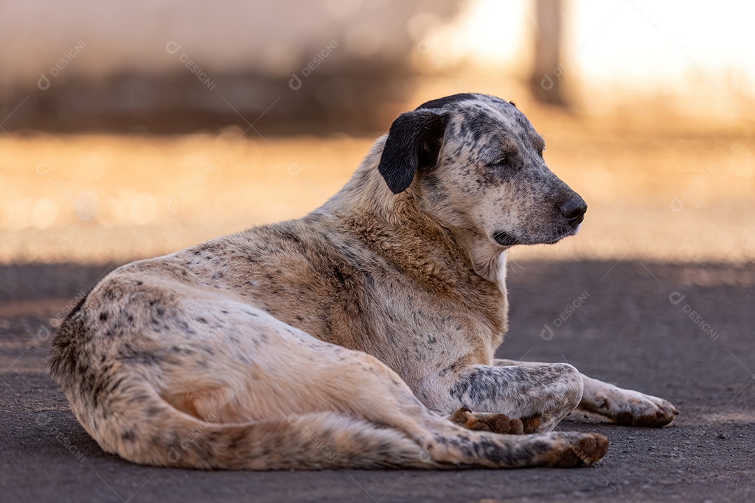 Grande cachorro branco sem raça definida na rua
