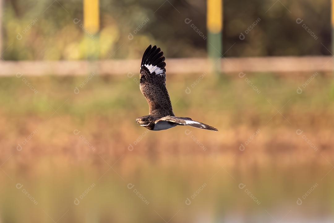Animal Nacunda Nighthawk da espécie Chordeiles nacunda em mosca