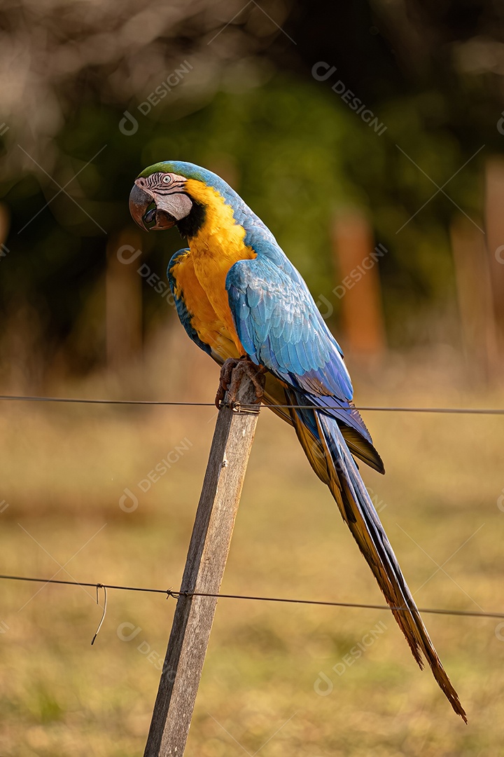 Arara-azul-e-amarela adulta da espécie Ara ararauna