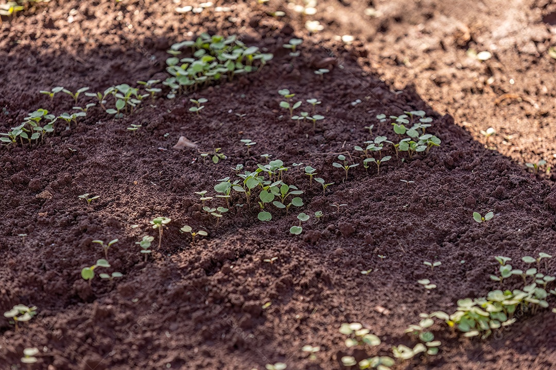 Pequena planta vegetal em uma horta