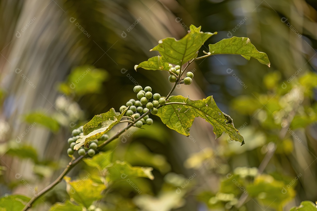 Planta com flores da espécie Solanum torvum comumente conhecida como jurubeba, uma erva-moura comum em quase todo o Brasil