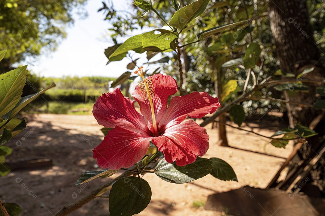 Flor de hibisco vermelho do gênero Hibiscus